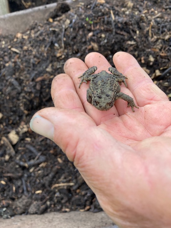 frog in the compost is one of many