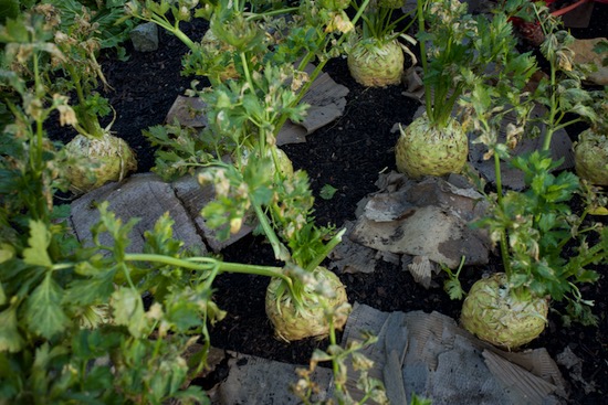cardboard between celeriac as a mulch