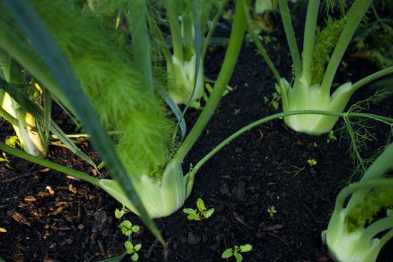 Bindweed between fennel, a new no dig bed this year