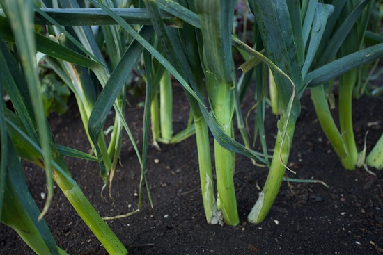 Second planting after peas, multisown Philomene leeks