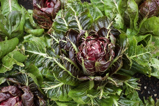 probably damage from pecking by a pheasant