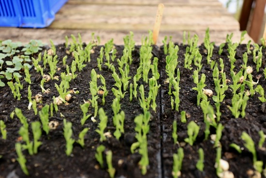 Peas in CD60 planted following day
