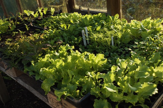 Last salad plants in CD60 module trays