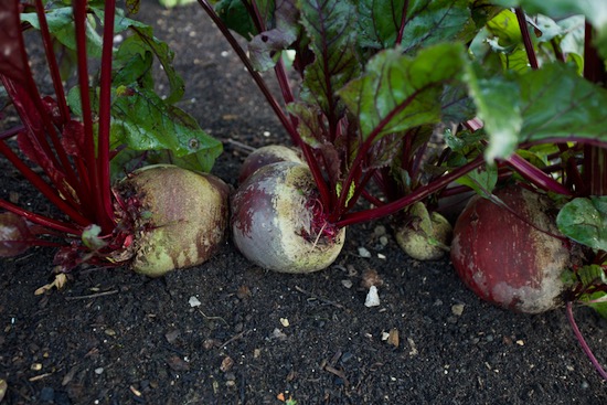 Multisown beetroot Robuschka was transplanted 1st July after potatoes