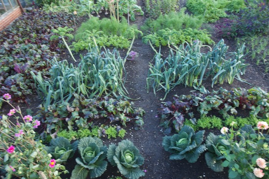 Trial beds late October with no dig on right