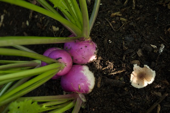 turnips Sweet Marble F1 multisown 13th August