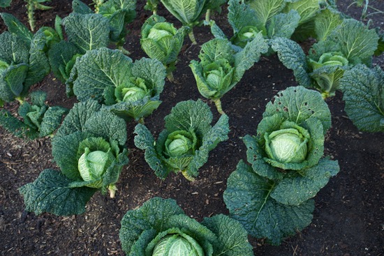 Savoy cabbage Jade F1 transplanted 4th July