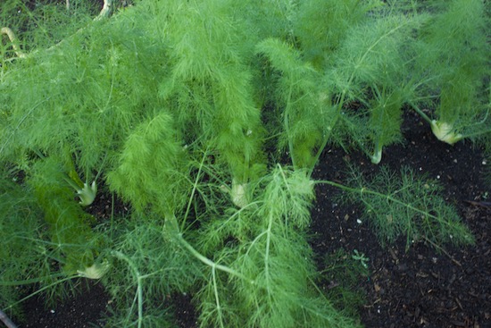 Florence fennel third crop after beetroot, cucumber, trans and interplanted 66 days