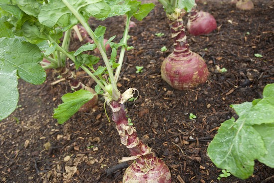 Swede underplanted with corn salad is easy with no dig