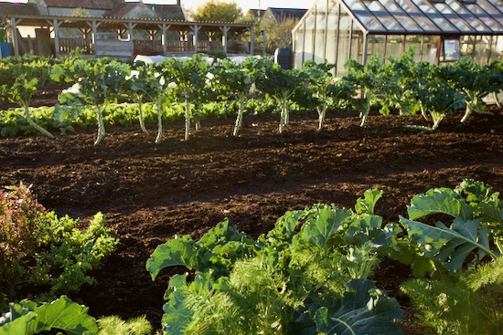 Spring broccoli and beds mulched with homemade compost