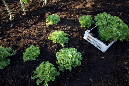 Harvest of scarole endive planted August between lettuce which had followed spring onions