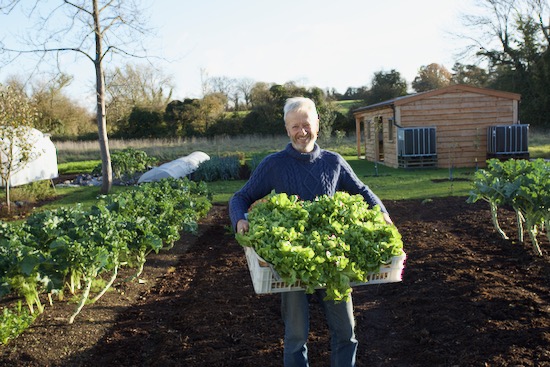 Scarole endive 'Diva' still have some roots and keep fresh
