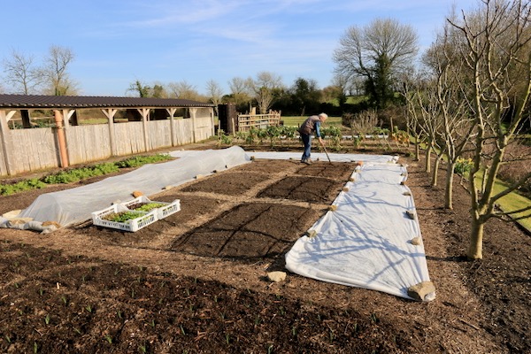New spring plantings of lettuce in no dig bed