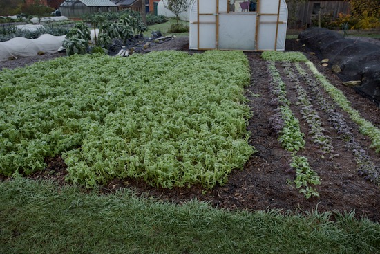 The same beds in -2C 28F frost on 23rd November