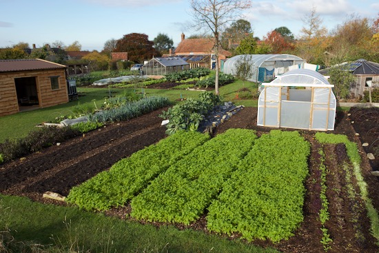 Mustard beds 14th November after squash