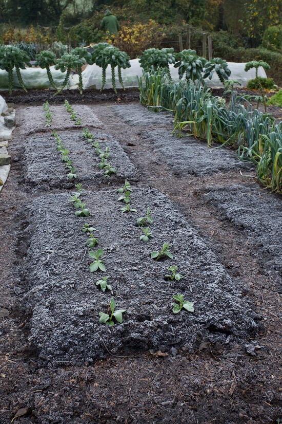 Transplanted 10 days earlier and new growth is hardly noticeable but the broad beans look strong