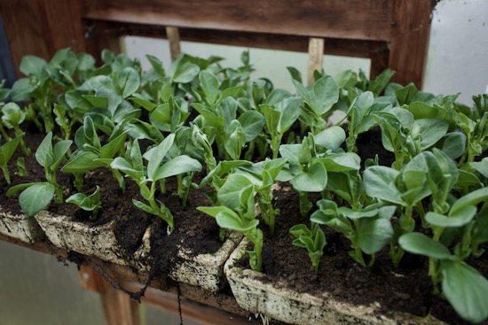 Sown four weeks earlier, Aquadulce broad bean of home saved seed