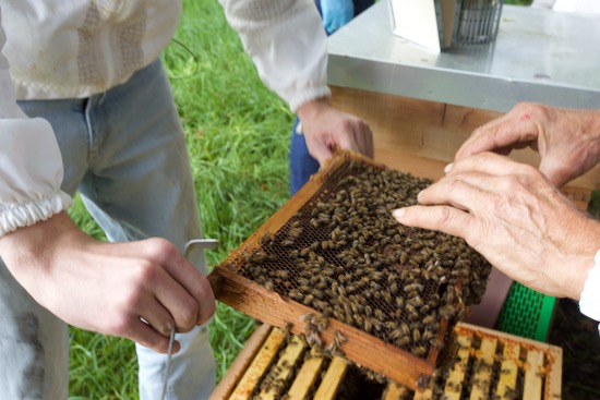 Filming bee video with phone and Jed Russell holds a frame which has the Queen