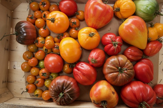 Tomatoes picked one month earlier and ripening finished in the house