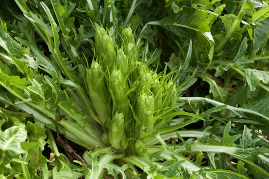 Puntarelle chicory over mature