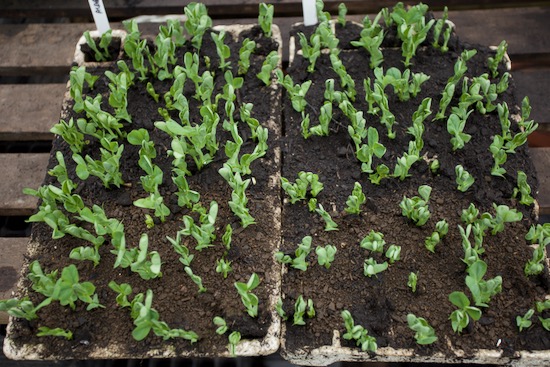 Alderman peas one year old, for transplanting to grow shoots