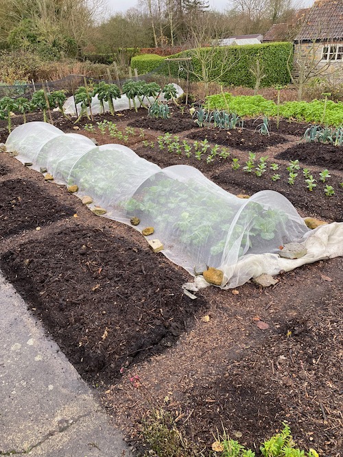 A closer look at the compost mulch, which we usually apply in late autumn or early winter