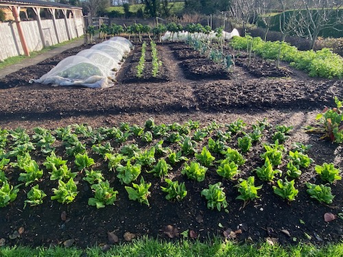 Spinach Medania in front was transplanted late August as tiny, two week old seedlings and has given three big harvests