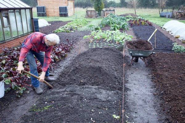 Every December I dig the left-hand bed of this two bed trial, taking out successive trenches and placing compost in the bottom of each