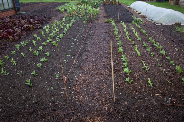 The same plants 25 days later on 28th December, and you can see how they have grown even during winter