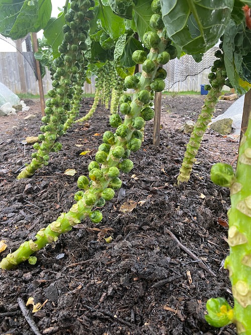 Brussels Brigitte F1 which are a second planting in this bed - we transplanted the Brussels between carrots in the middle of June