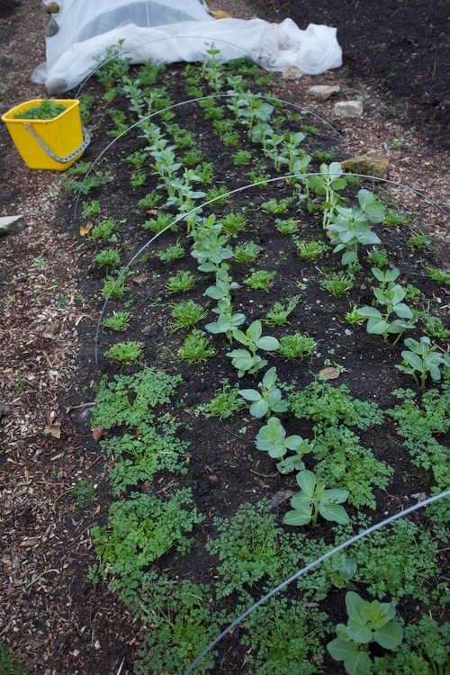 On the same day of winter solstice, this is after I harvested the chervil, using both knife and my fingers to detach its stalks from close to the main stem