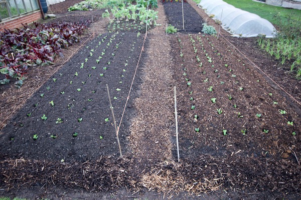 On the same day 3rd December, I realised that I had some spare transplants of broad beans, peas, herbs and lambs lettuce, so we popped them in