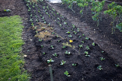 This is a new asparagus bed where I planted crowns in April this year and we transplanted broad beans on 1st December