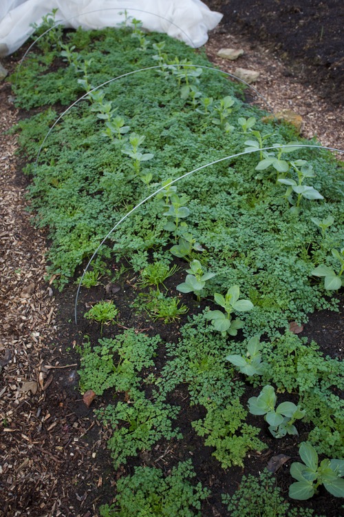 Before the chervil, this bed had spring onions for harvest in May and onions for harvest in July, then it had autumn lettuce between which we planted the chervil