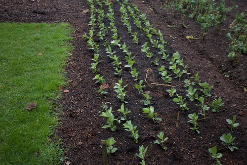 The same bed four weeks later, again showing strong growth of the bean plants during December