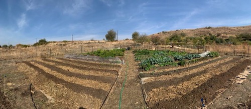 No dig in Israel, garden of Shai Sofer
