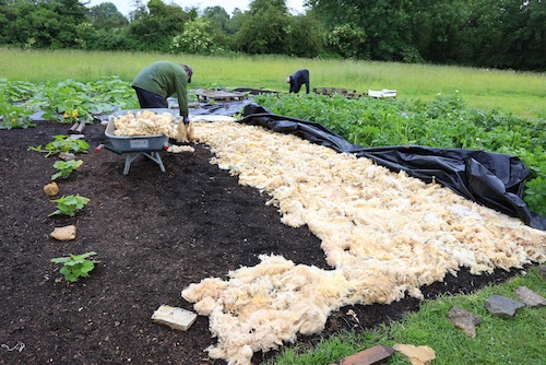 Spreading sheep wool 21st June, on soil with a lot of bindweed roots