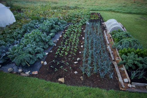 We covered the wool area with old black polythene and transplanted cabbage, Brussels sprouts and kale on 21st June. Occasionally we pulled bind weed from the planting holes and never gave any water.
