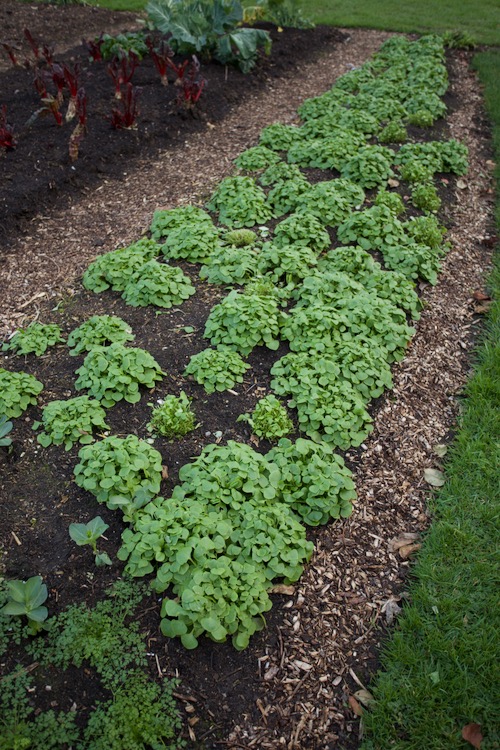 Claytonia also called winter purslane which was transplanted by course participants on Sunday 3rd October, as very small transplants. People are often surprised by how small my transplants are when they go in