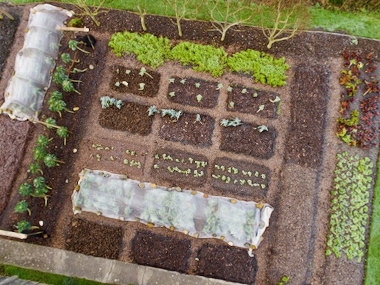Beds of the Three Strip Trial, see below