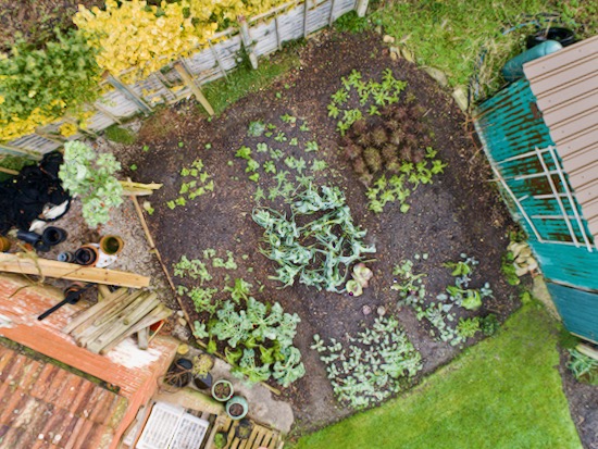 Homeacres small garden 25 m² on 6th January