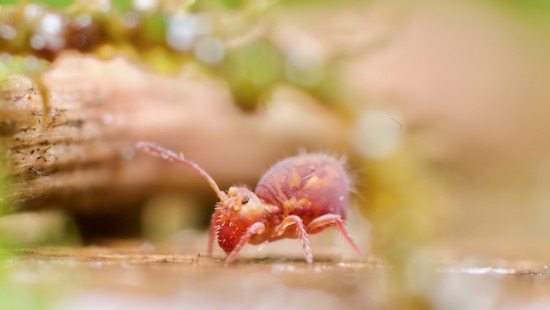Springtail at Homeacres Dicyrtoma fusca