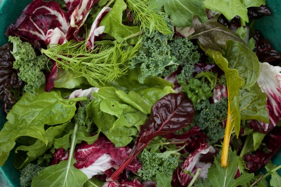 Outdoor salad leaves in January after -7 C frost
