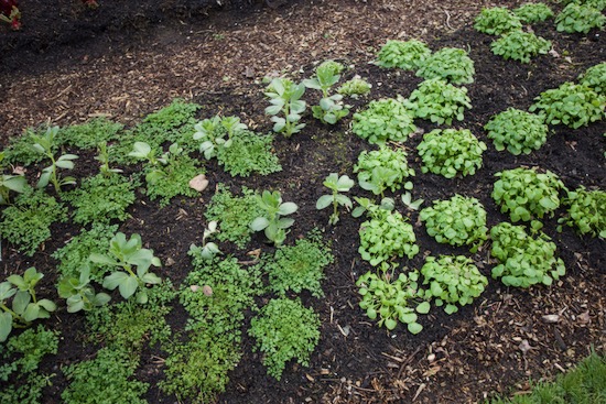 Winter hardy outdoor salads, chervil and Claytonia