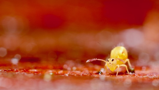 Springtail at Homeacres Dicyrtoma minuta