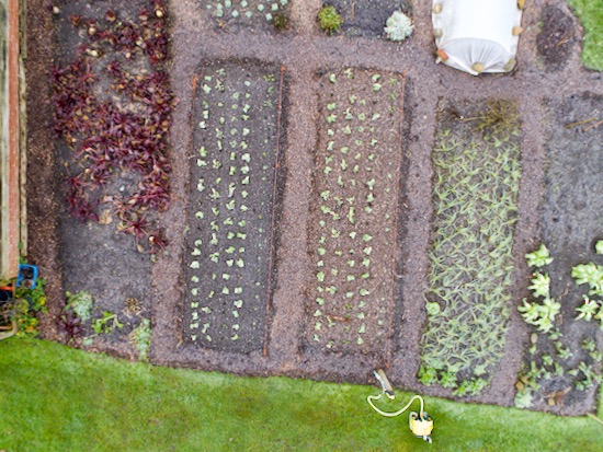 Two bed trial early January with the no dig bed on right, and mostly broad beans as cover crop