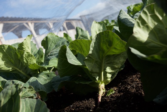 Cabbage lower leaves removed to reduce slug habitat, and it looks nice