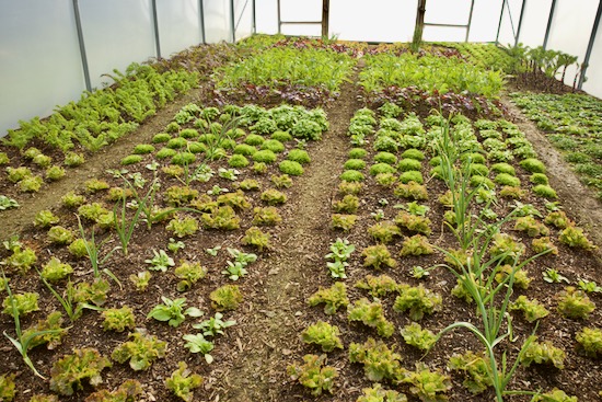 8th March, four days after the winter's sixth pick of outer leaves, transplanting of mid-October and garlic too
