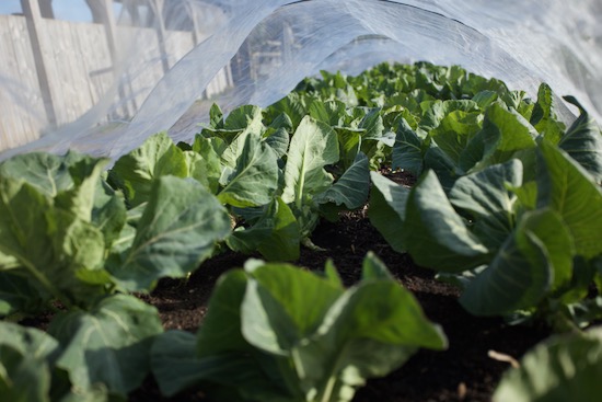 Spring cabbage Wheelers Imperial + a few Duncan in front, 5.5 months since transplanting