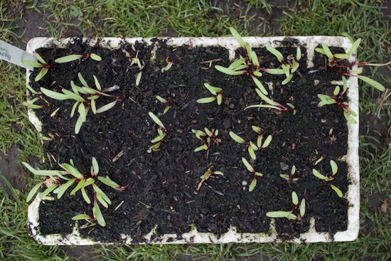 I have two batches of home saved beetroot seed and this batch was rubbed out later, maybe got to jump in the seedheads, because germination is really poor